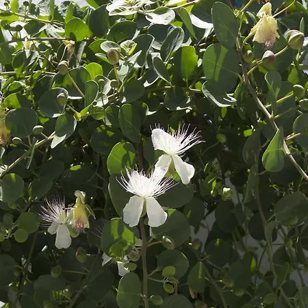Lägenhetshotell Marina
