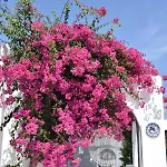 Marina Aparthotel Naoussa
