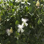 Aparthotel Marina